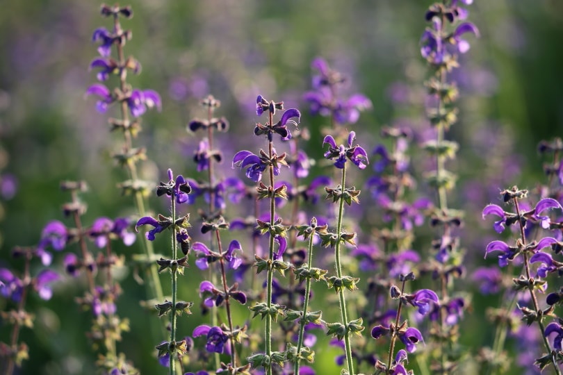 21 Easy Flowers to Grow in Your Garden or Yard (with Pictures)