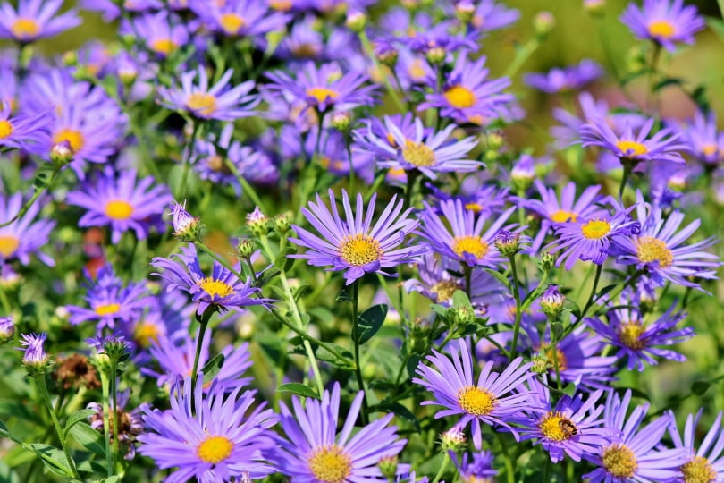 21 Easy Flowers to Grow in Your Garden or Yard (with Pictures)