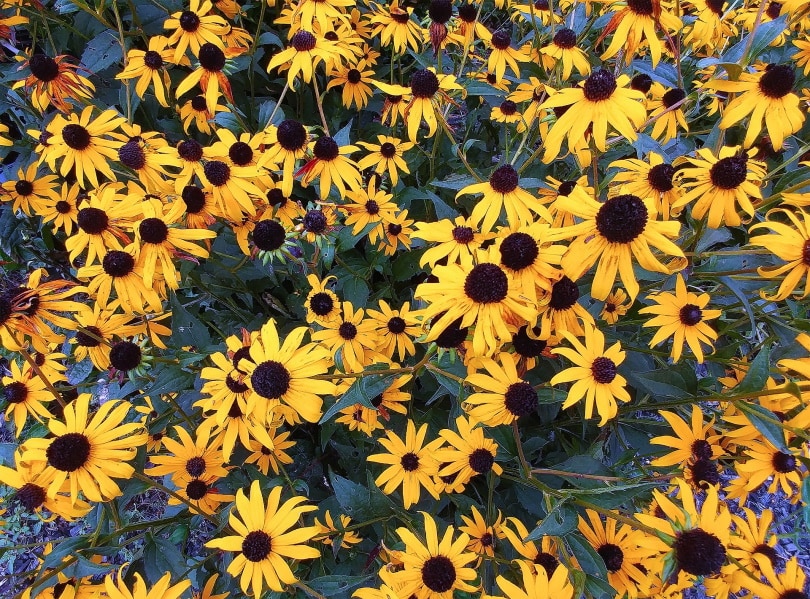 21 Easy Flowers to Grow in Your Garden or Yard (with Pictures)