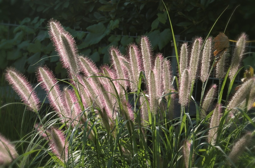 21 Easy Flowers to Grow in Your Garden or Yard (with Pictures)