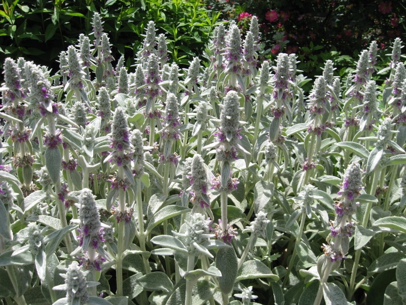 21 Easy Flowers to Grow in Your Garden or Yard (with Pictures)