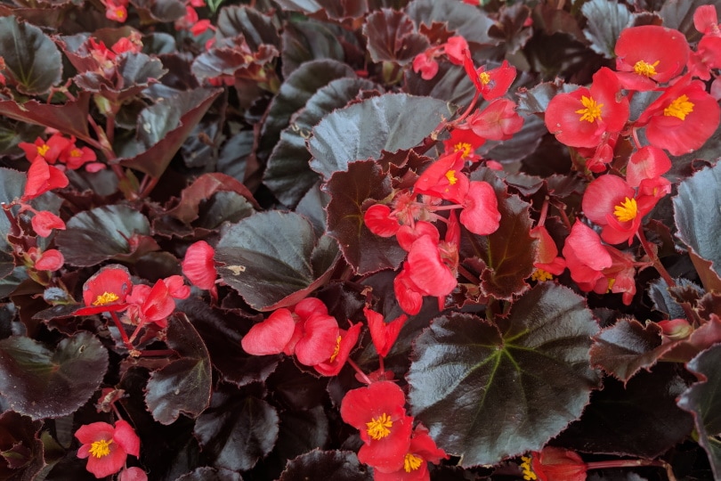 21 Easy Flowers to Grow in Your Garden or Yard (with Pictures)