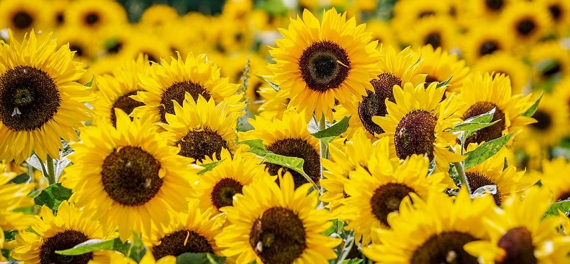 21 Easy Flowers to Grow in Your Garden or Yard (with Pictures)