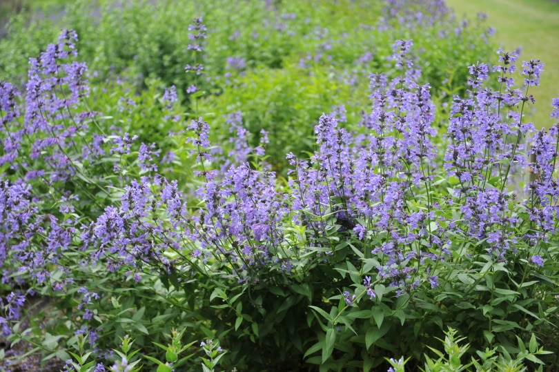 21 Easy Flowers to Grow in Your Garden or Yard (with Pictures)