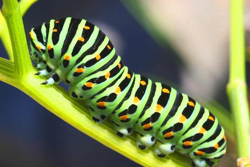How to Make a Butterfly Garden – Step-by Step Guide
