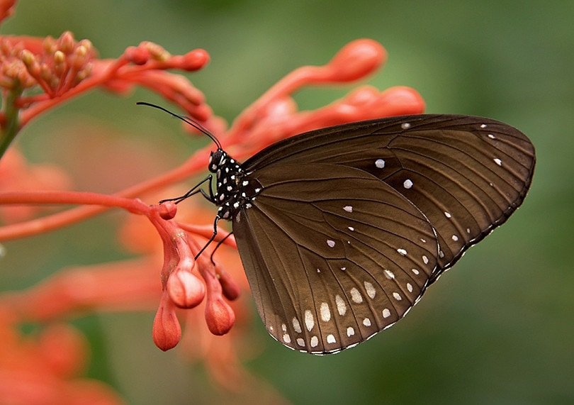 How to Make a Butterfly Garden – Step-by Step Guide