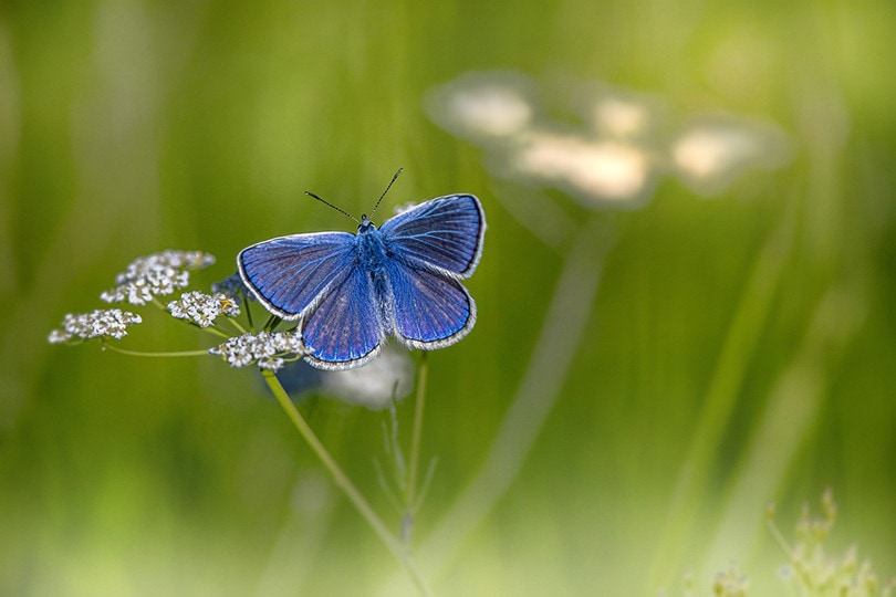 How to Make a Butterfly Garden – Step-by Step Guide