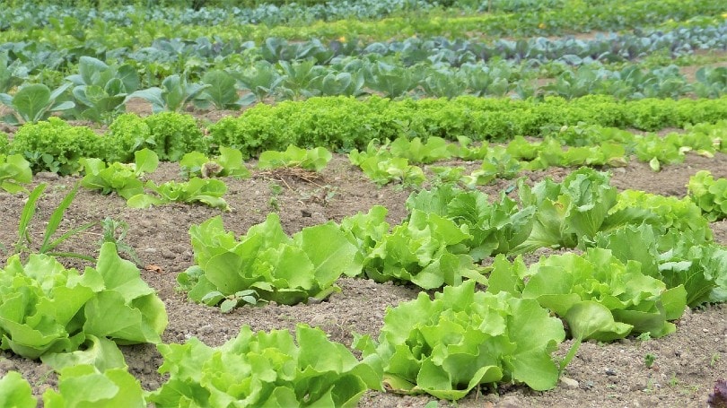 What Is Organic Gardening? What Are The Pros and Cons?