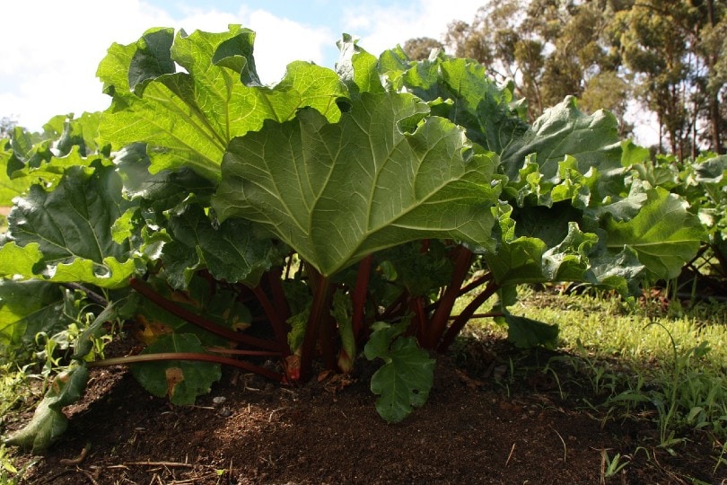 What Is Organic Gardening? What Are The Pros and Cons?
