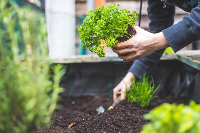 Is Galvanized Steel Safe for Vegetable Gardens? What You Need To Know!