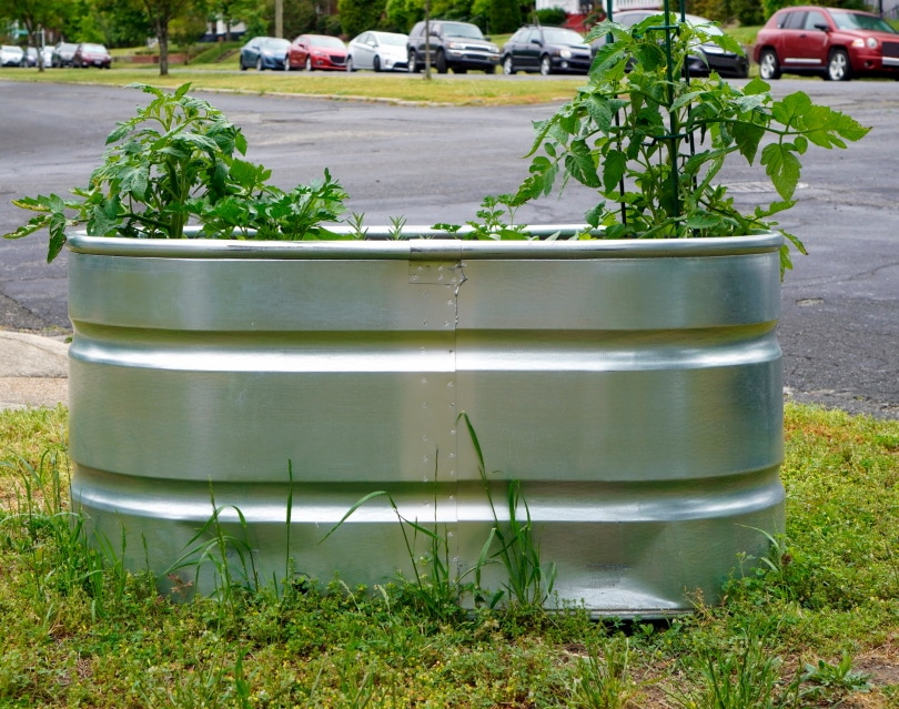 Is Galvanized Steel Safe for Vegetable Gardens? What You Need To Know!