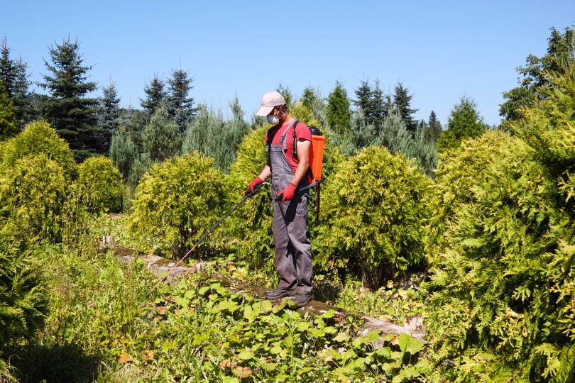 What Kind of Weed Killer Is Safe for Vegetable Gardens? What You Need To Know!