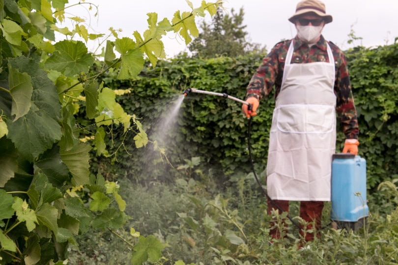 What Kind of Weed Killer Is Safe for Vegetable Gardens? What You Need To Know!