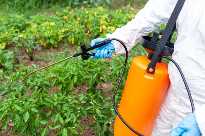 What Kind of Weed Killer Is Safe for Vegetable Gardens? What You Need To Know!