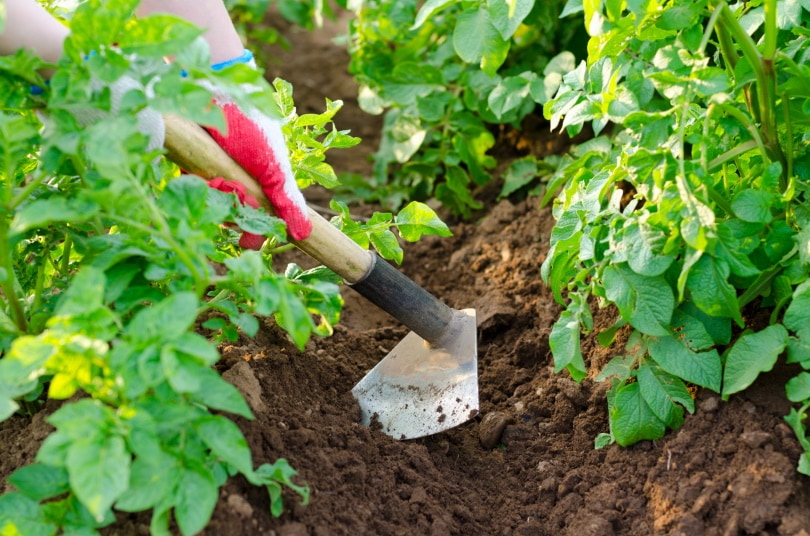 15 Different Types of Garden Tools & Their Uses (with Pictures)
