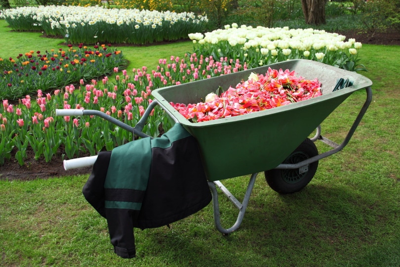 15 Different Types of Garden Tools & Their Uses (with Pictures)