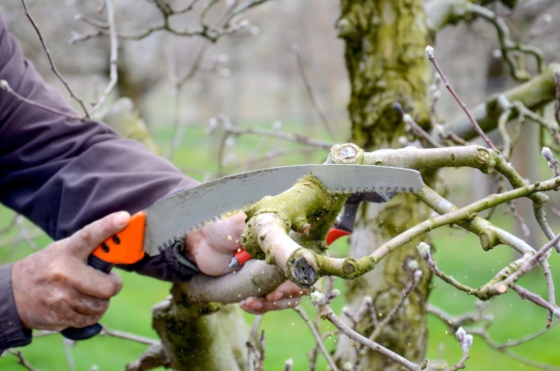 15 Different Types of Garden Tools & Their Uses (with Pictures)