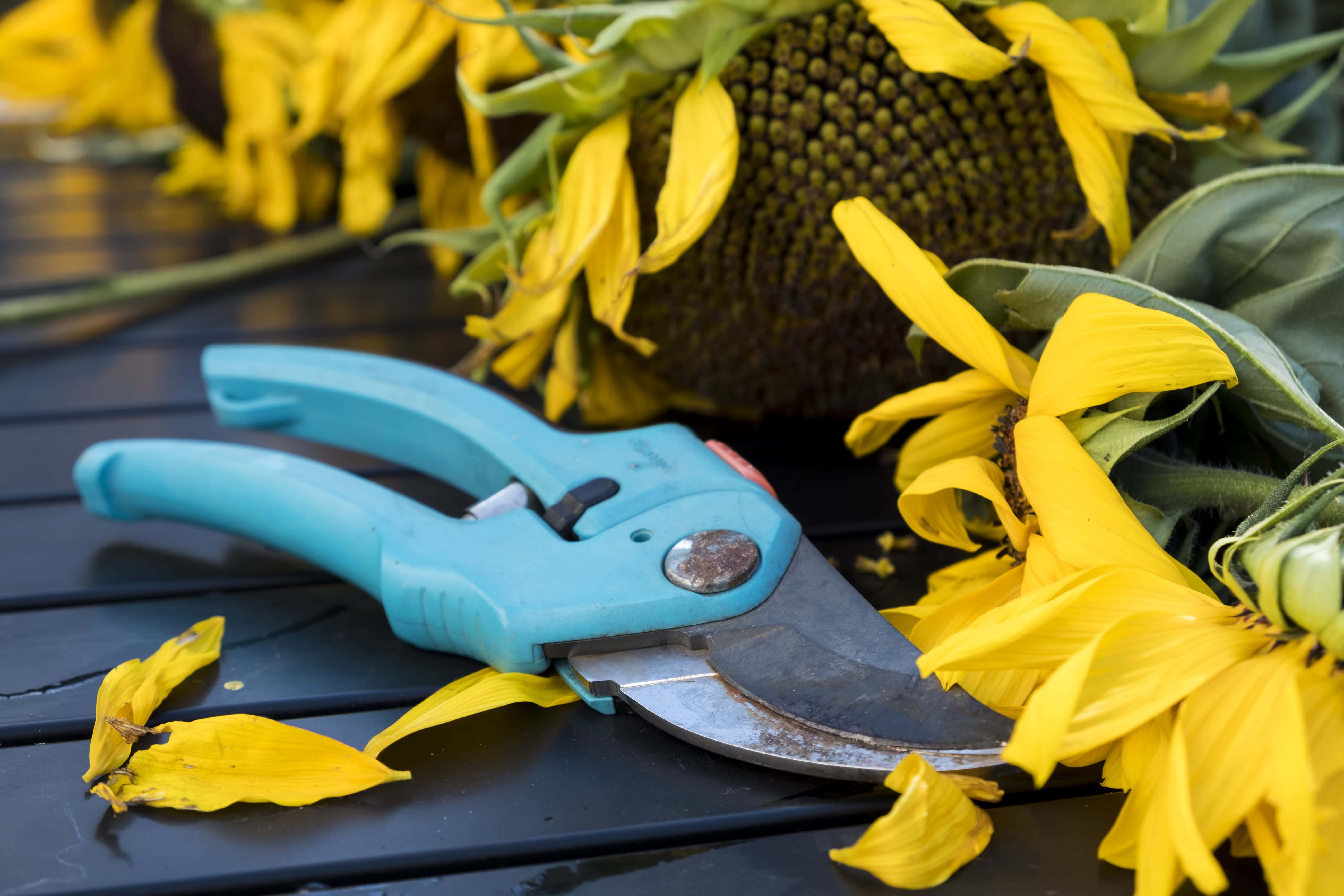 15 Different Types of Garden Tools & Their Uses (with Pictures)