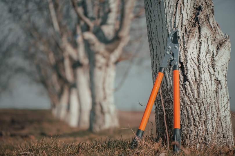 15 Different Types of Garden Tools & Their Uses (with Pictures)