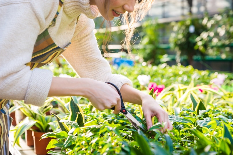 15 Different Types of Garden Tools & Their Uses (with Pictures)