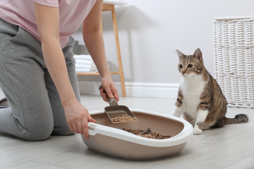 How to Get Rid of Cat Pee Smell: 6 Practical Options