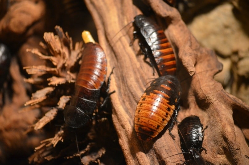 Will Roaches Leave a Cold House? What You Need To Know!