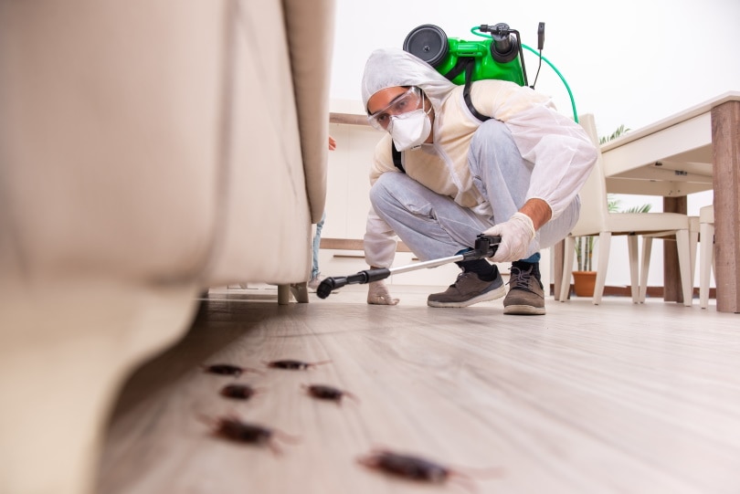 Will Roaches Leave a Cold House? What You Need To Know!