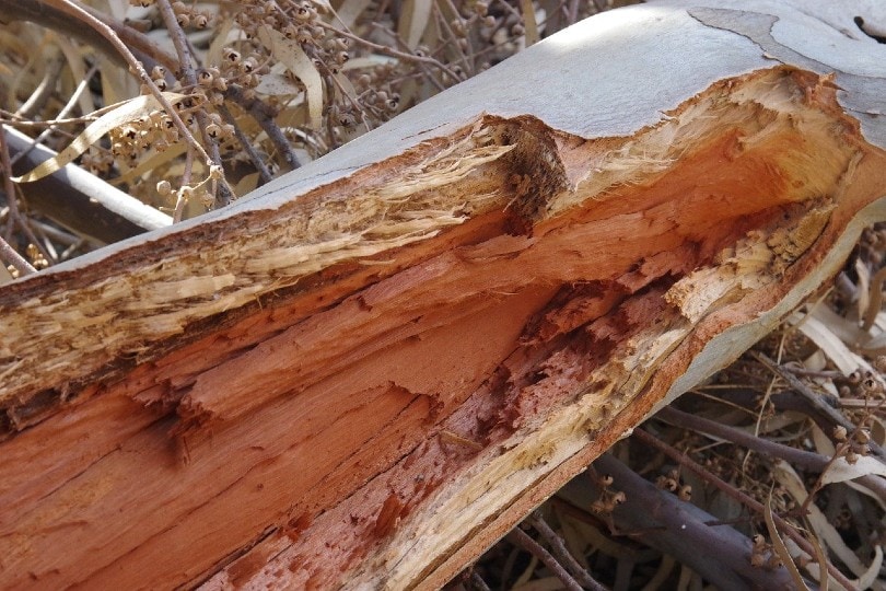 What Is the Best Wood for Outdoor Furniture? (7 Types)