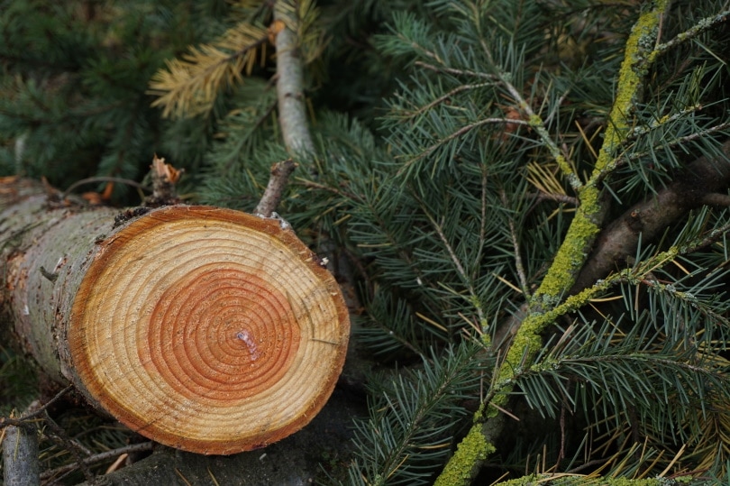 8 Types of Wood for DIY Projects (With Pictures)