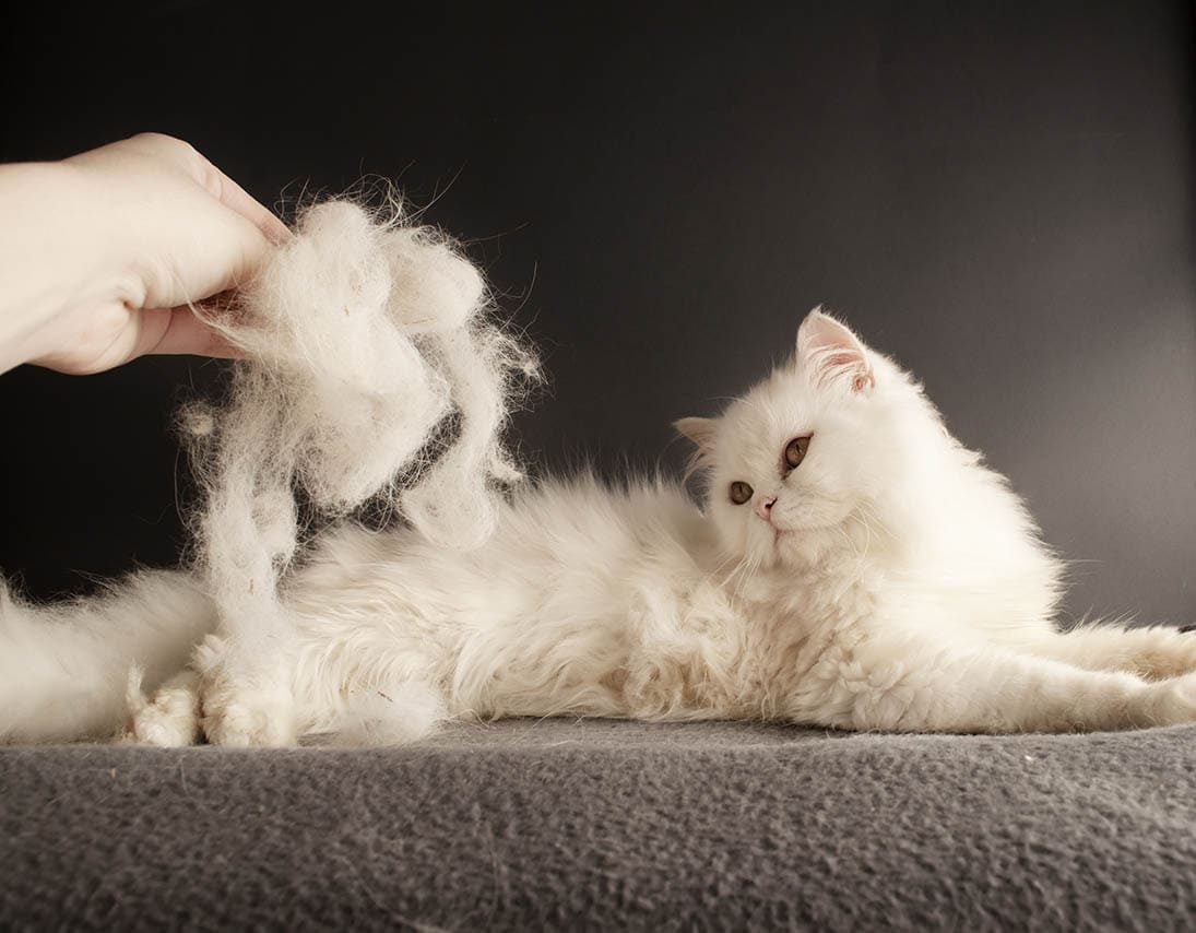 How To Get Rid of Cat Smell In The House: 5 Practical Options