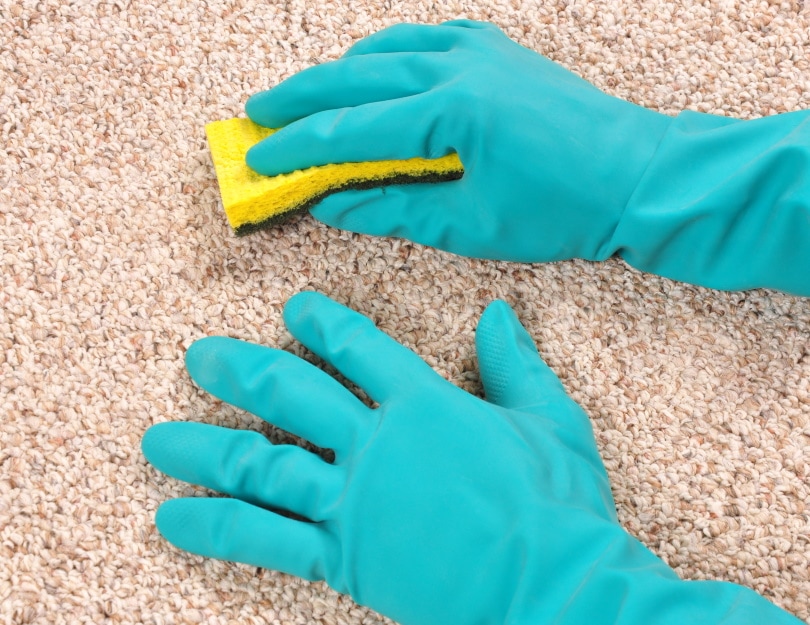 Oriental Rug Pet Stain Removal: 5 Practical Options