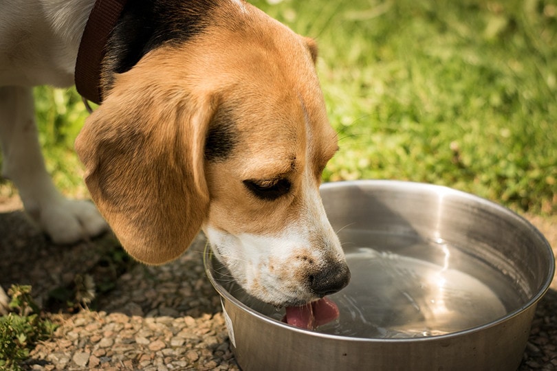How To Prevent Dog Urine From Killing Grass: 6 Natural Methods