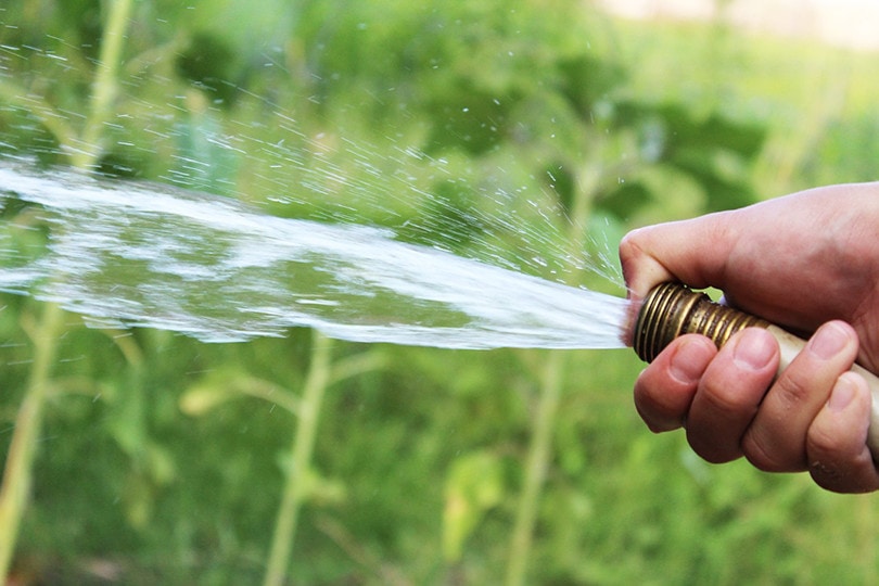 How To Prevent Dog Urine From Killing Grass: 6 Natural Methods