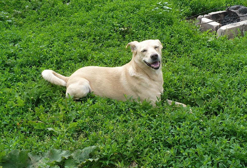 How To Prevent Dog Urine From Killing Grass: 6 Natural Methods
