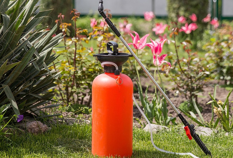 How To Prevent Dog Urine From Killing Grass: 6 Natural Methods