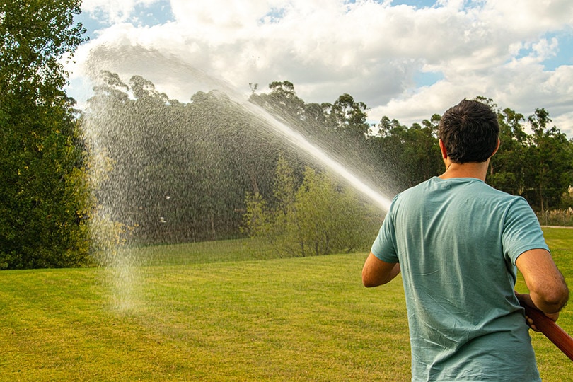 How To Prevent Dog Urine From Killing Grass: 6 Natural Methods