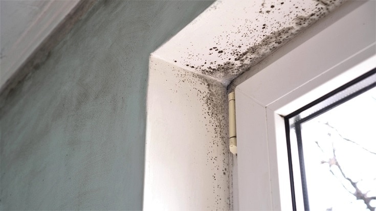 Why Does My House Smell Musty? 12 Possible Reasons