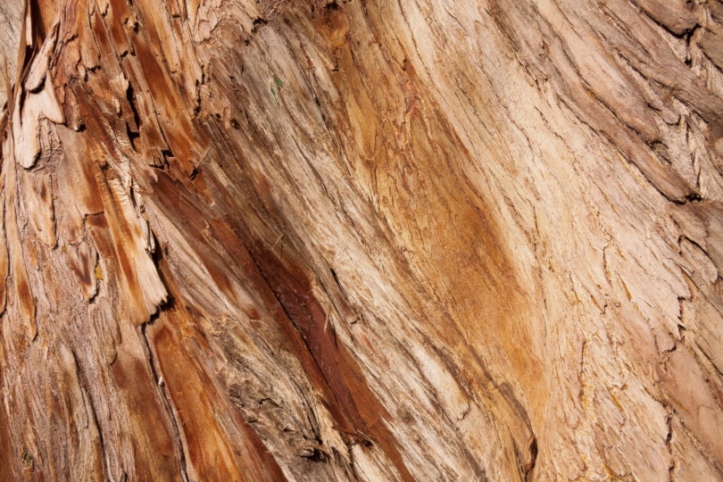 25 Different Types of Wood Flooring (With Pictures)