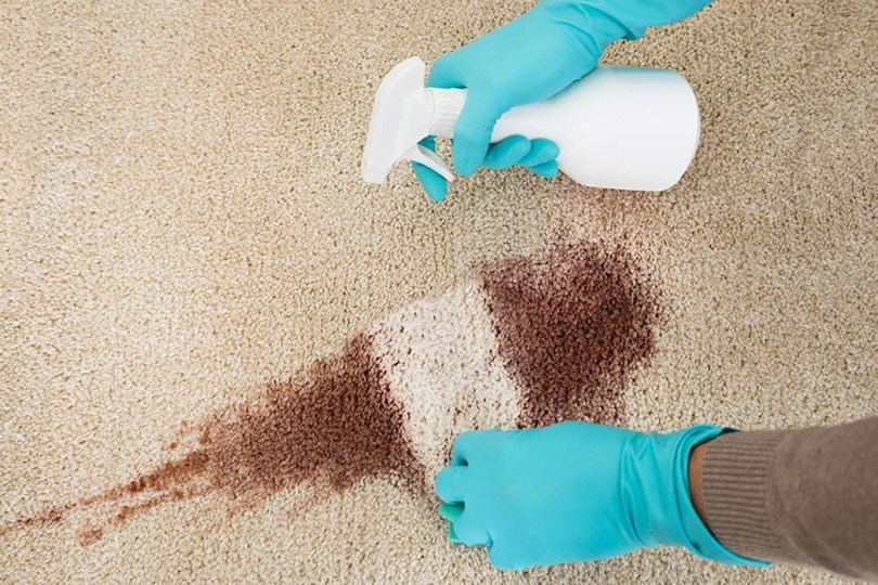 How to Get Paint Out of Carpets in 4 Easy Steps!