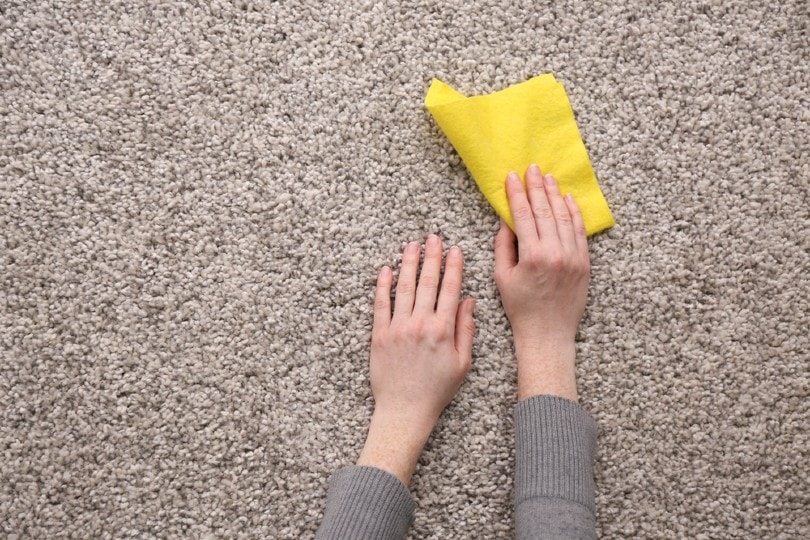 How to Get Paint Out of Carpets in 4 Easy Steps!