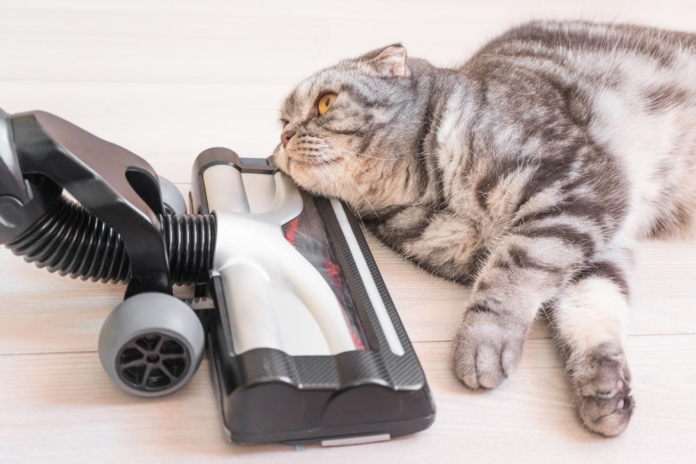 How to Get Rid of Cat Smell in an Apartment: 7 Practical Options