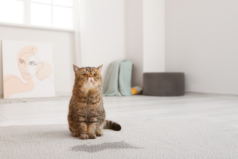 Will Professional Carpet Cleaning Remove Pet Odors? Is It Worth It?
