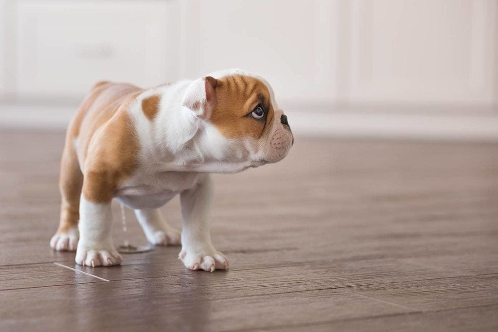 How To Clean Pet Urine from Vinyl Plank Flooring: 4 Practical Steps