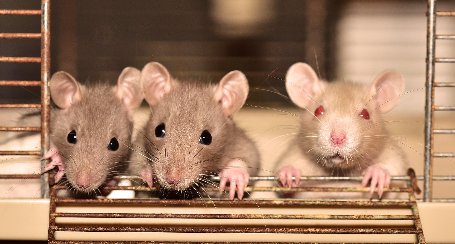 How To Tell How Many Rats Are In Your House (4 Key Steps)