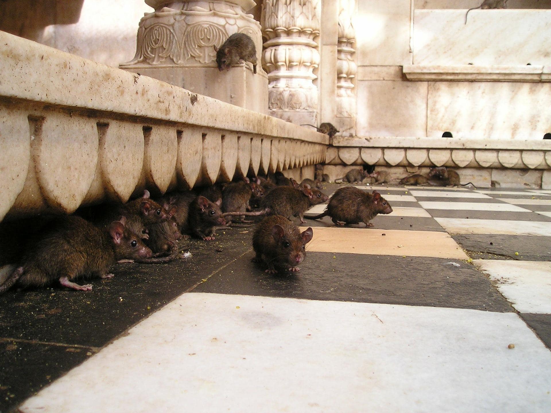 How To Tell How Many Rats Are In Your House (4 Key Steps)