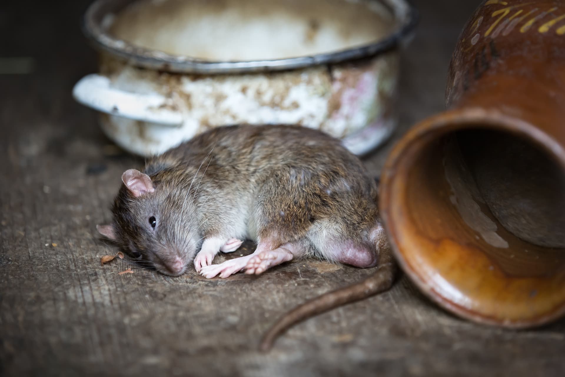 How To Tell How Many Rats Are In Your House (4 Key Steps)