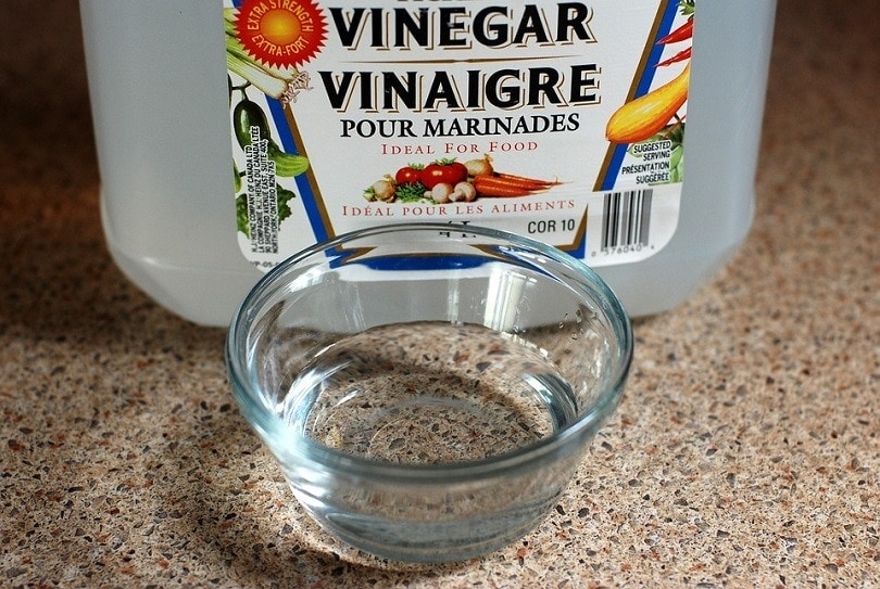 How to Get Rid of Pet Odors in An Apartment: 10 Practical Steps