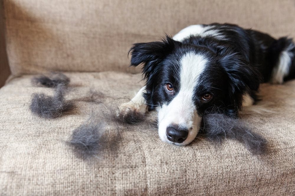 How To Get Dog Odors Out of a Couch: 12 Practical Options