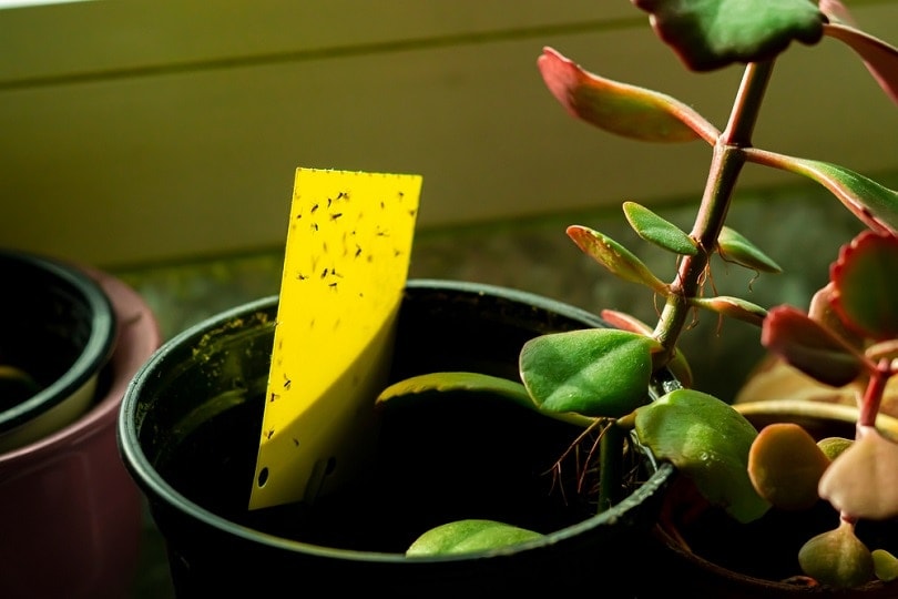 Why Are There Gnats In My House (And How Do I Get Them Out?)