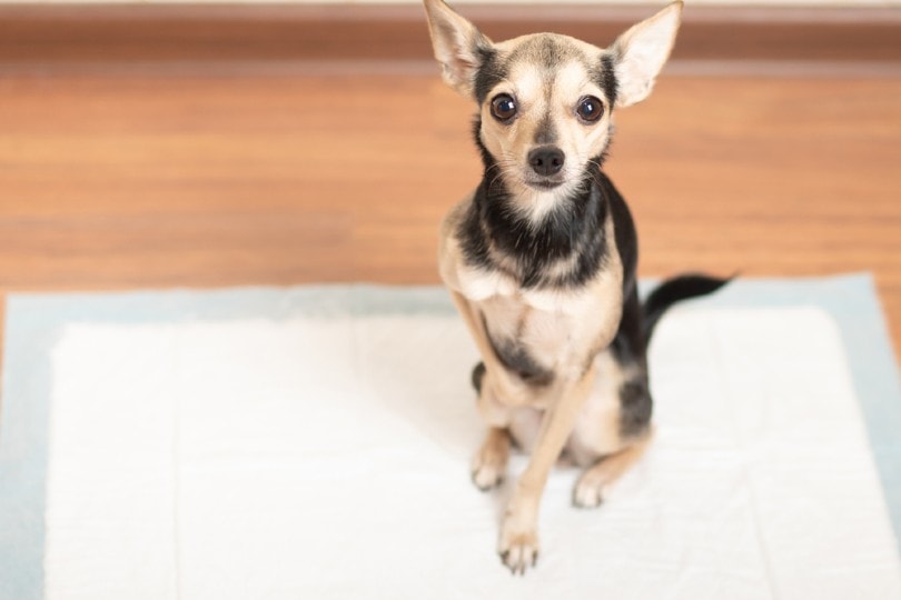 How to Get Rid Of Dog Poop Smell in the House: 7 Practical Options